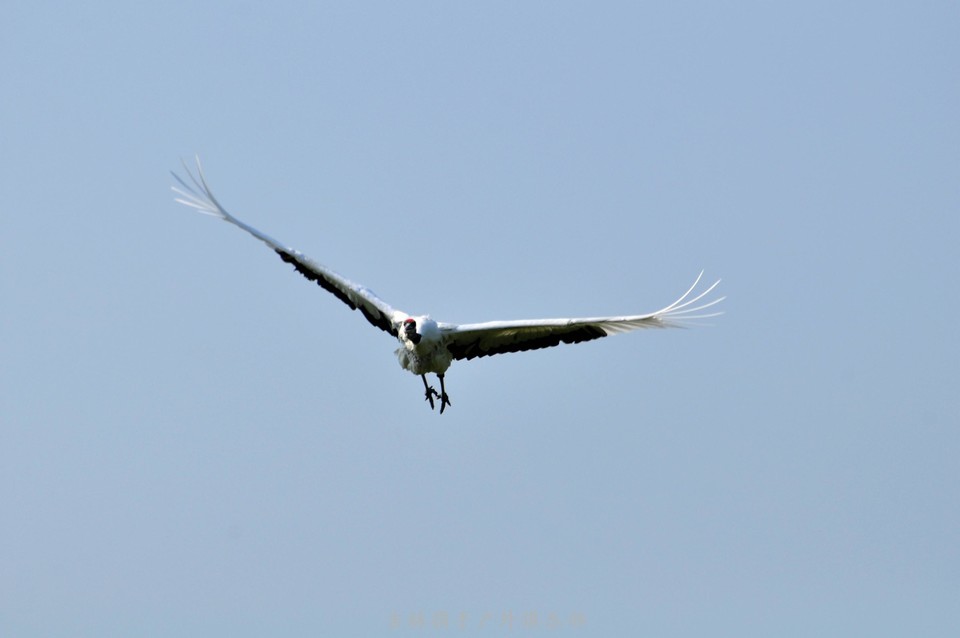 扎龙湿地 (23).jpg