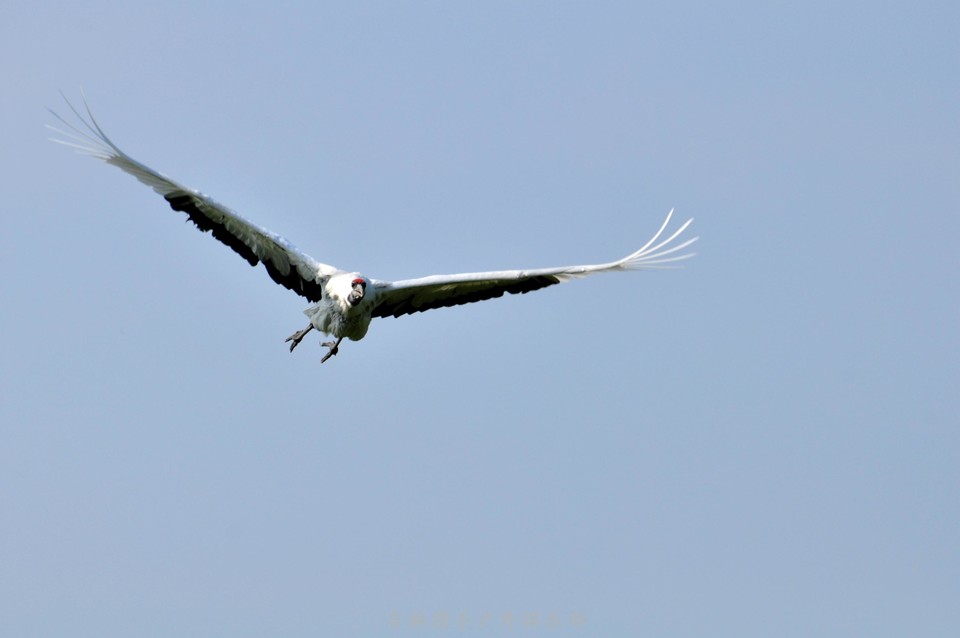 扎龙湿地 (24).jpg
