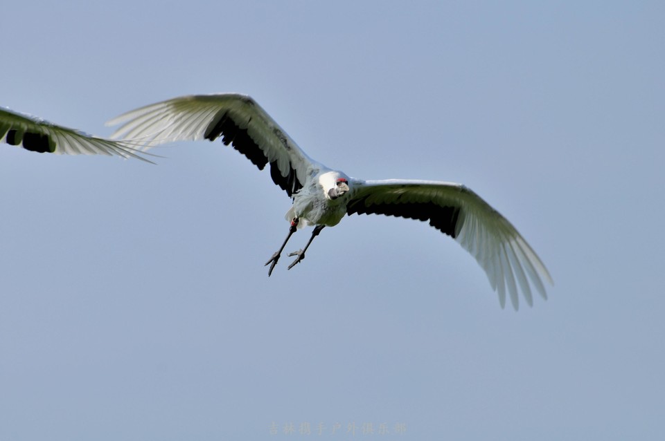 扎龙湿地 (25).jpg