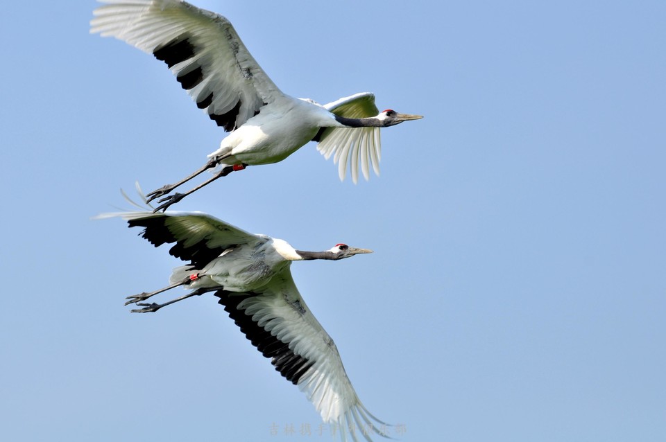 扎龙湿地 (26).jpg