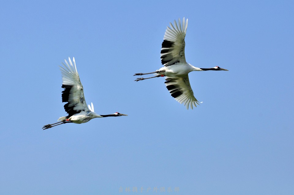 扎龙湿地 (27).jpg