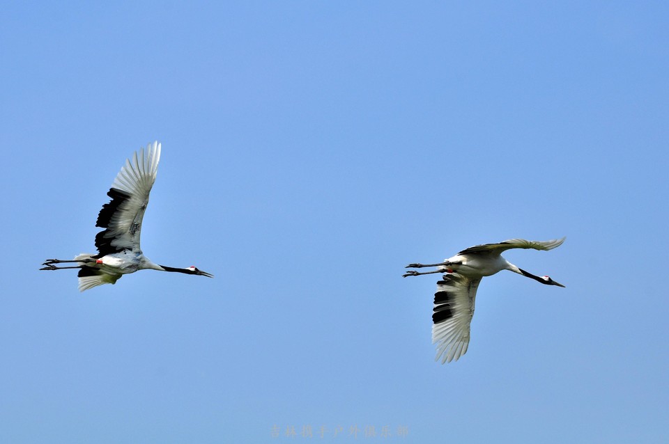扎龙湿地 (28).jpg