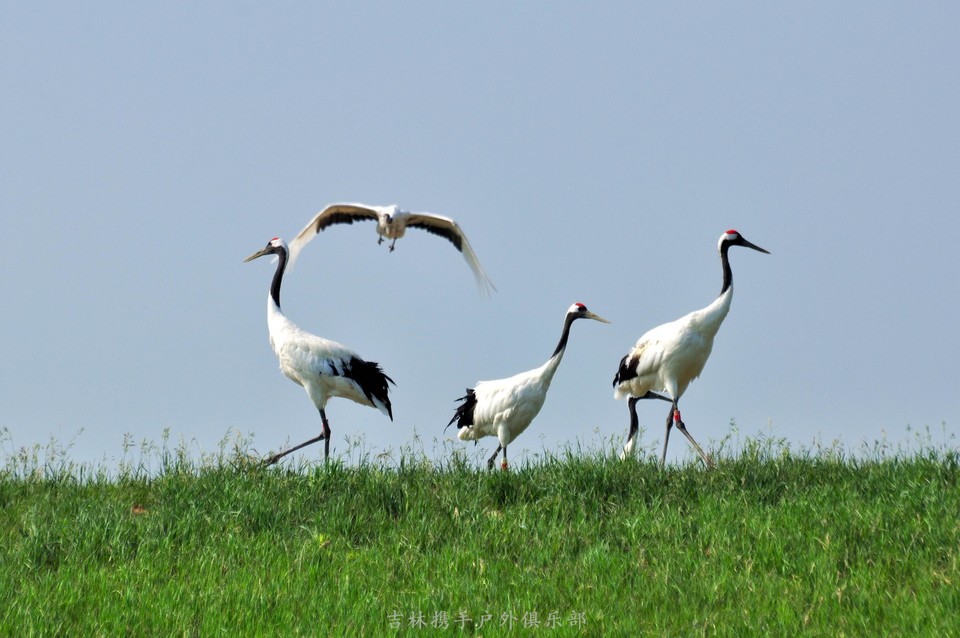 扎龙湿地 (29).jpg