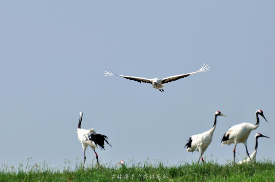 扎龙湿地 (30).jpg