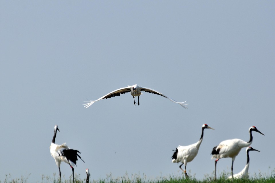 扎龙湿地 (31).jpg