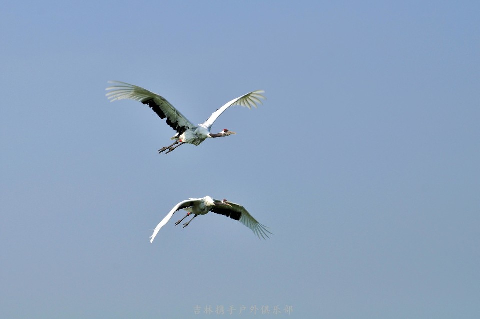 扎龙湿地 (34).jpg