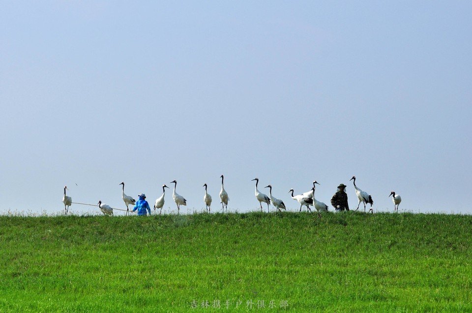 扎龙湿地 (36).jpg