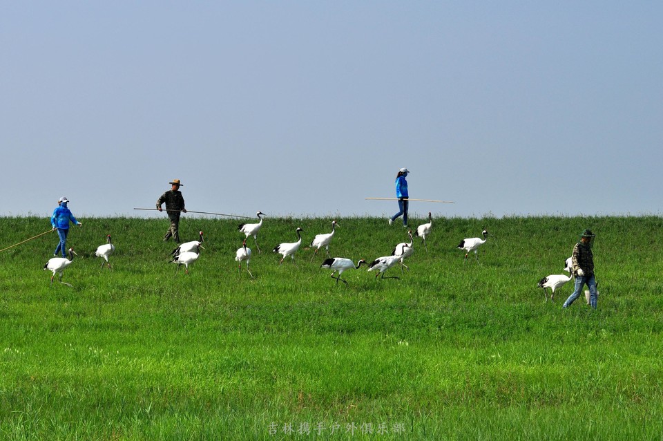 扎龙湿地 (38).jpg
