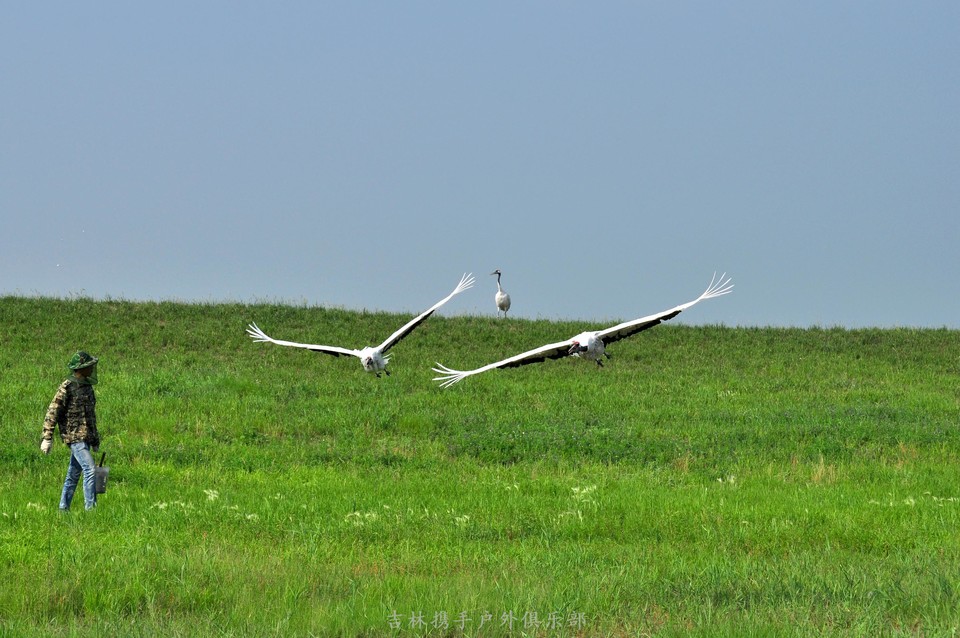 扎龙湿地 (40).jpg