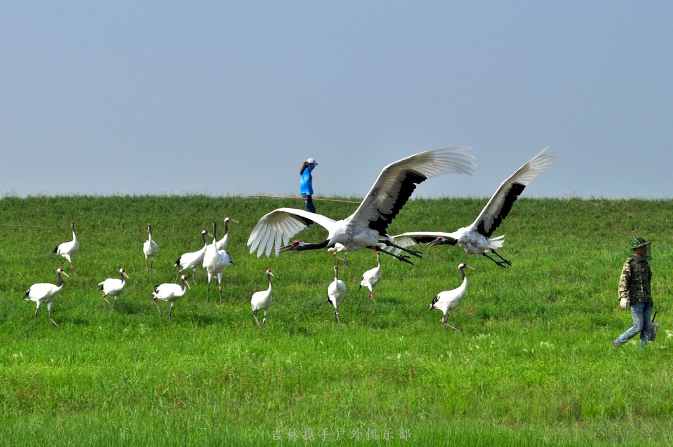 扎龙湿地 (41).jpg