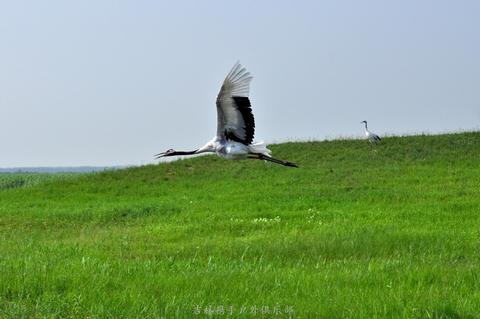 扎龙湿地 (42).jpg