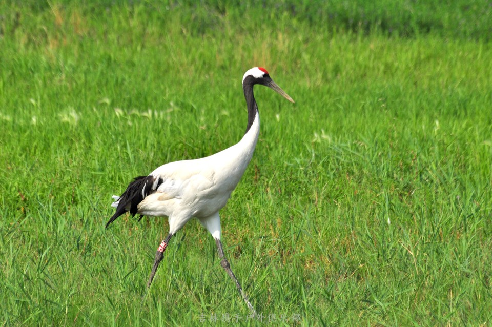 扎龙湿地 (43).jpg