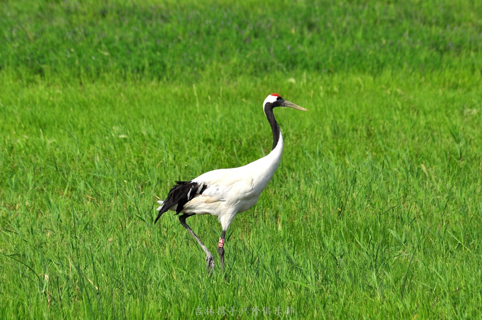 扎龙湿地 (44).jpg