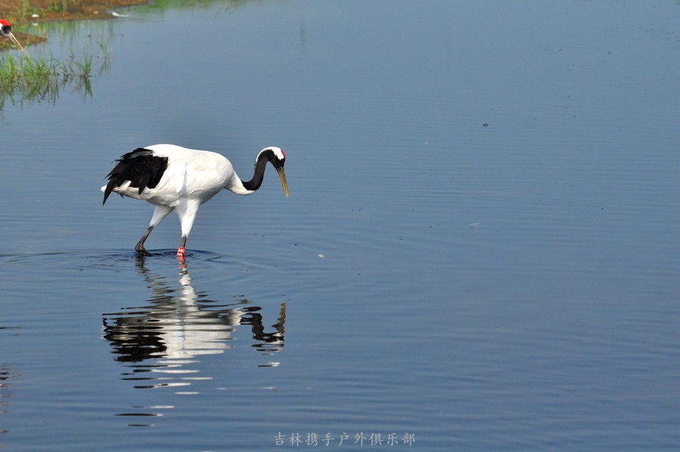 扎龙湿地 (48).jpg