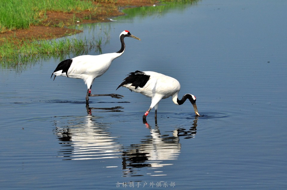 扎龙湿地 (49).jpg