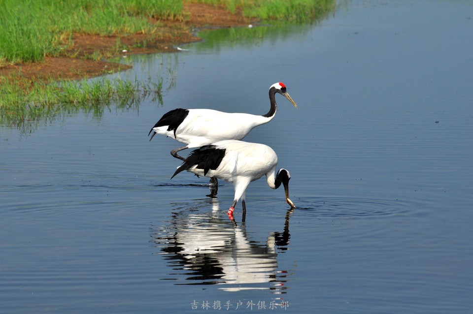 扎龙湿地 (50).jpg