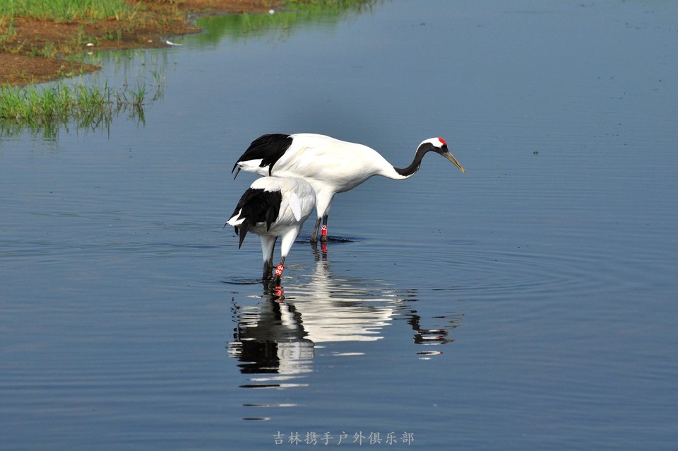 扎龙湿地 (51).jpg