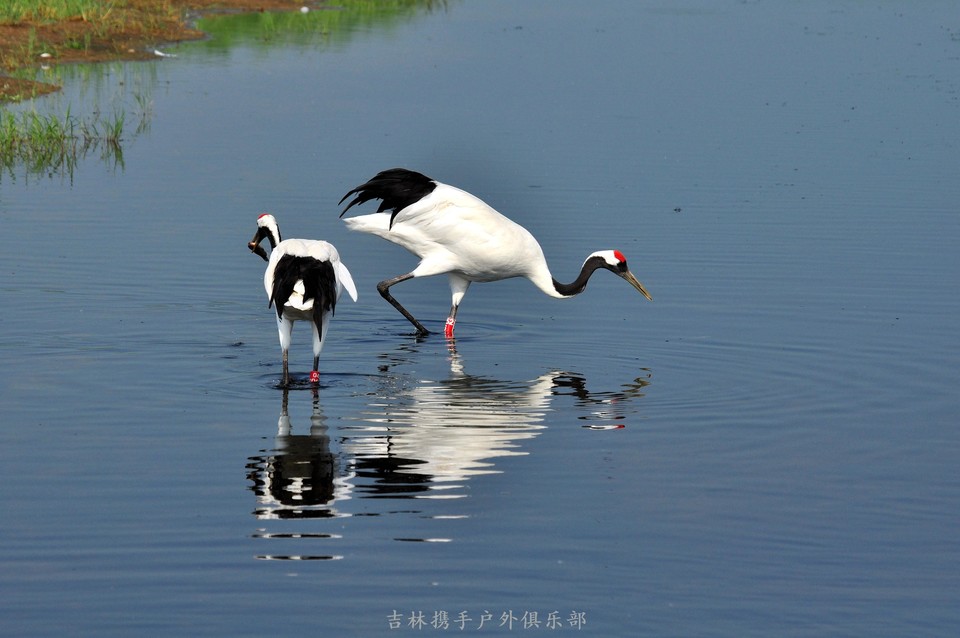 扎龙湿地 (52).jpg