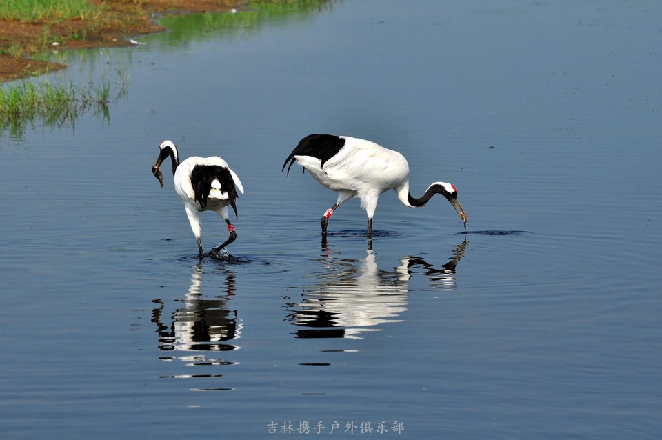 扎龙湿地 (53).jpg