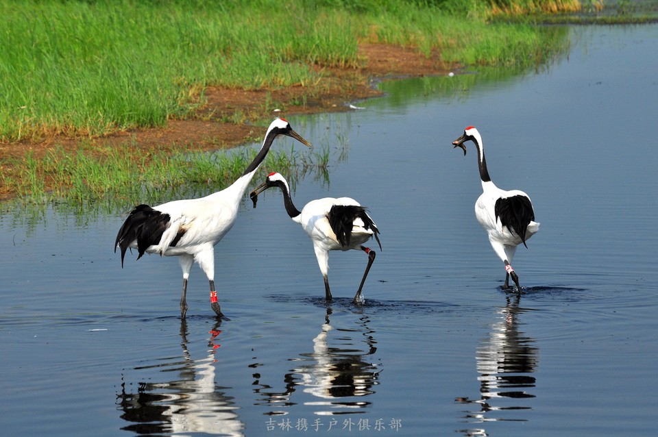 扎龙湿地 (54).jpg