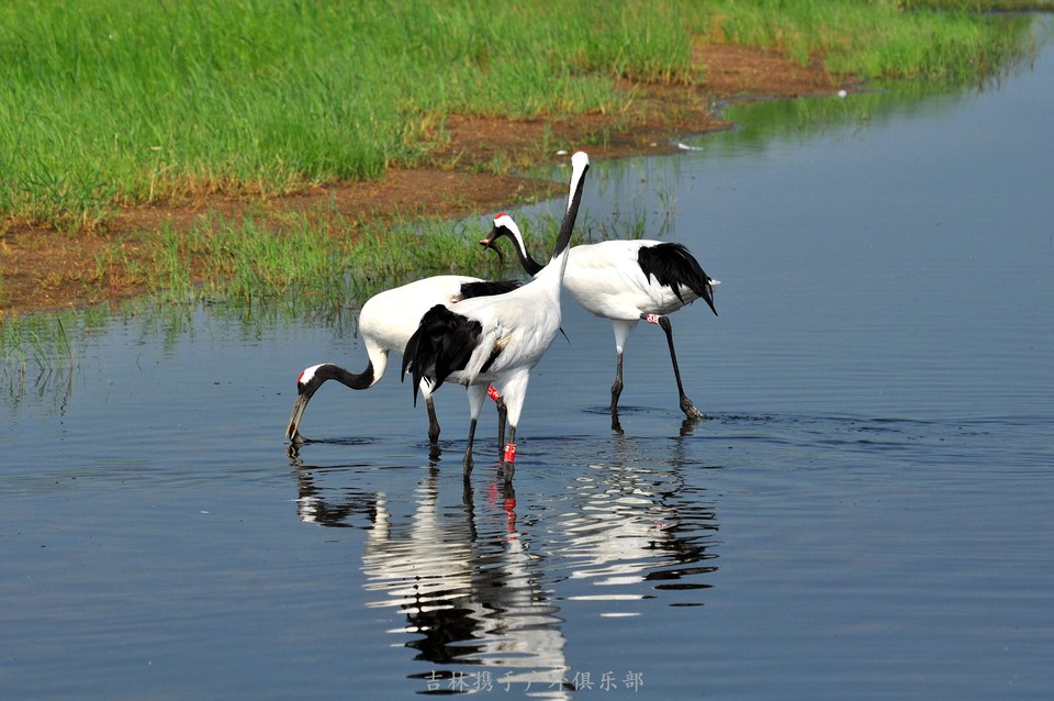 扎龙湿地 (55).jpg