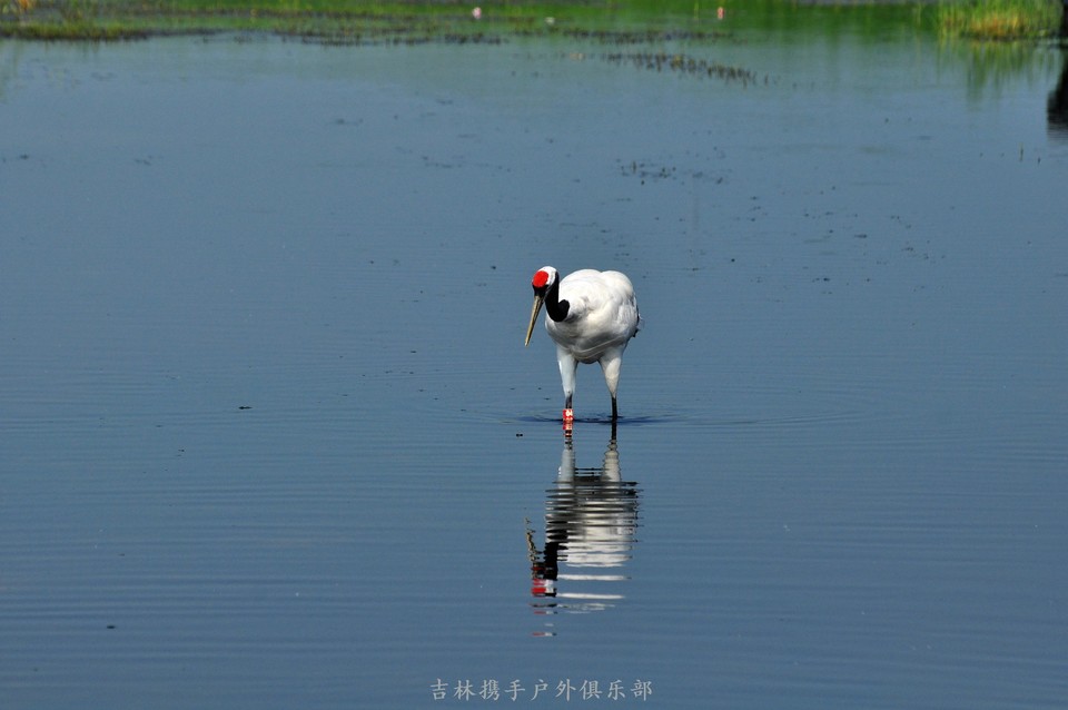 扎龙湿地 (57).jpg