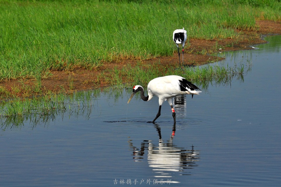 扎龙湿地 (58).jpg