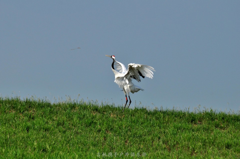 扎龙湿地 (59).jpg