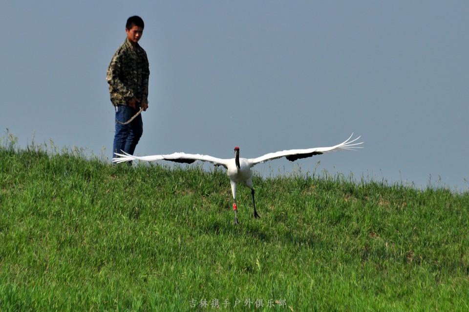 扎龙湿地 (60).jpg