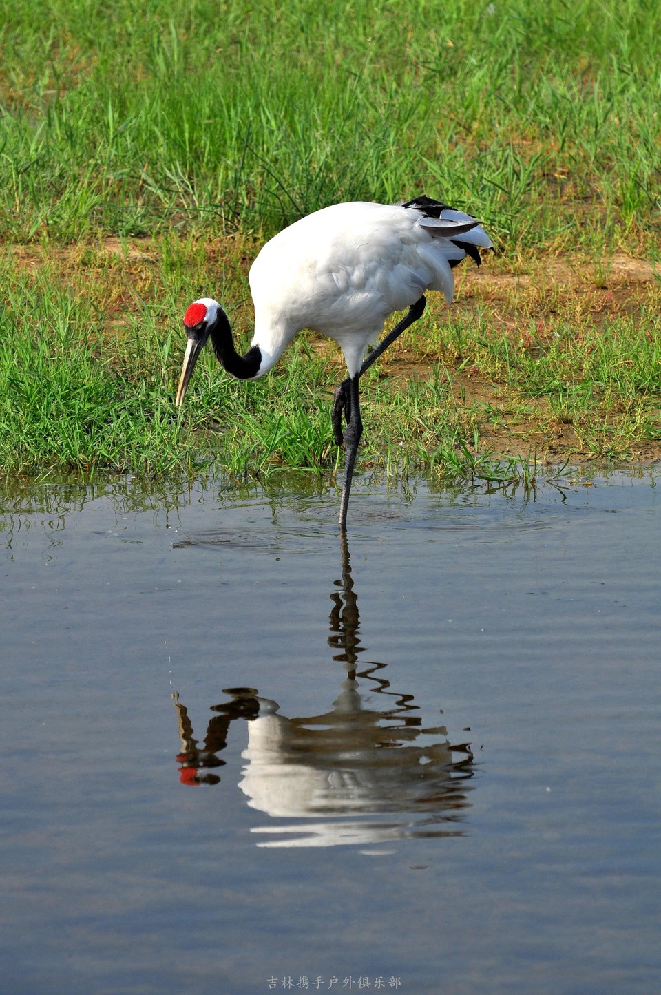 扎龙湿地 (69).jpg