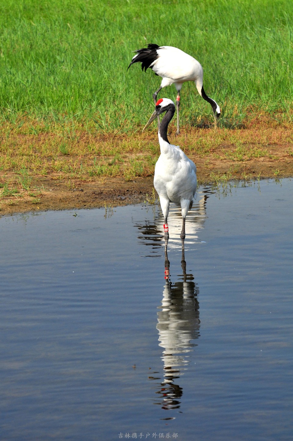 扎龙湿地 (70).jpg