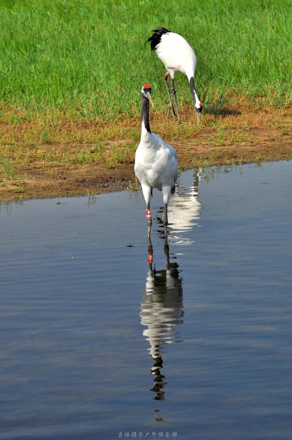 扎龙湿地 (71).jpg