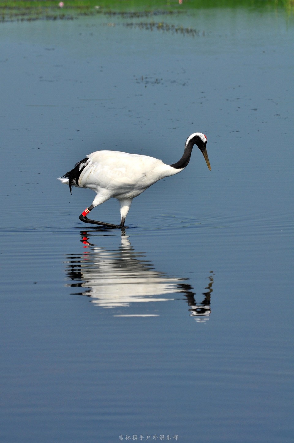 扎龙湿地 (79).jpg