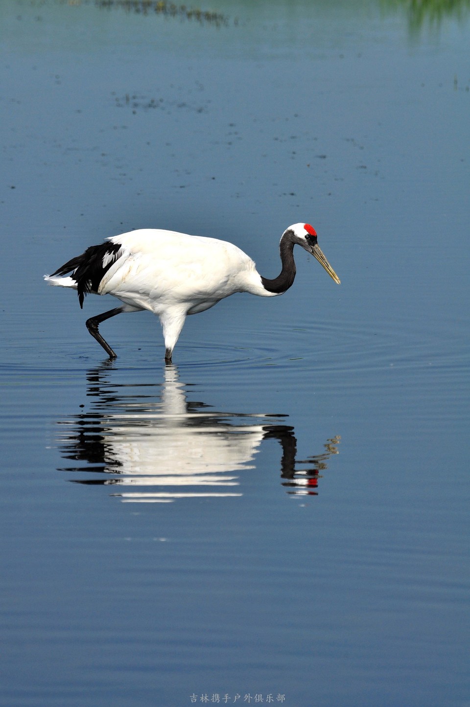 扎龙湿地 (80).jpg