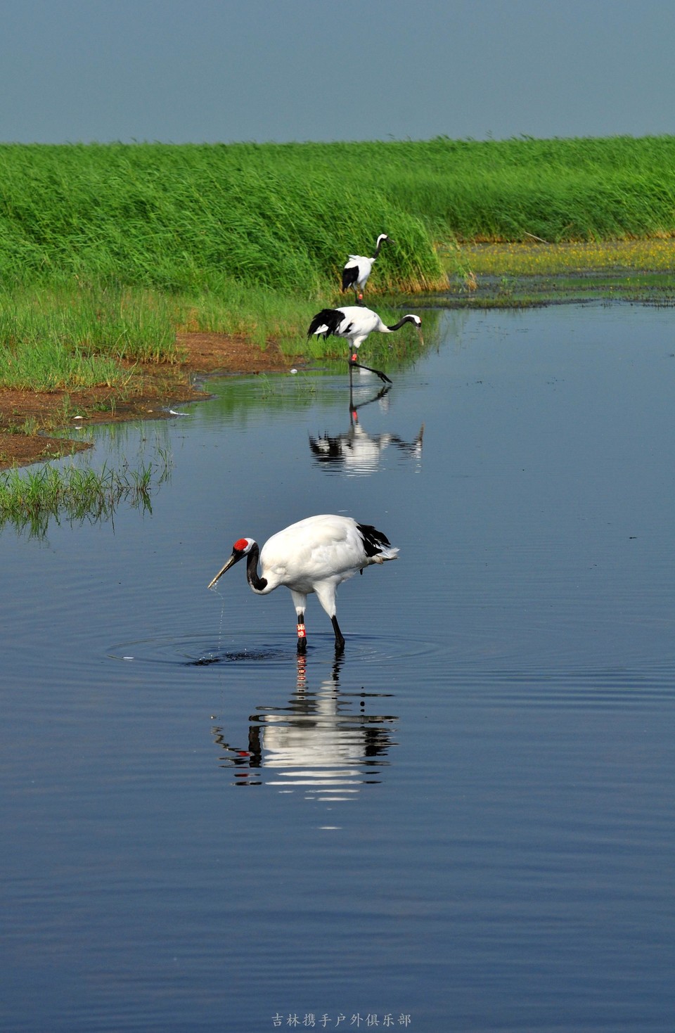 扎龙湿地 (81).jpg