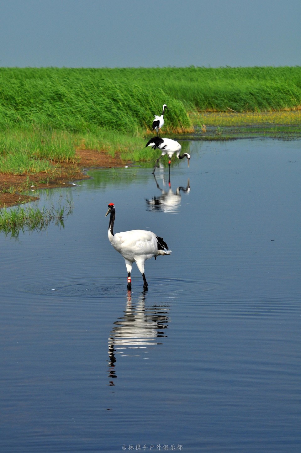 扎龙湿地 (82).jpg