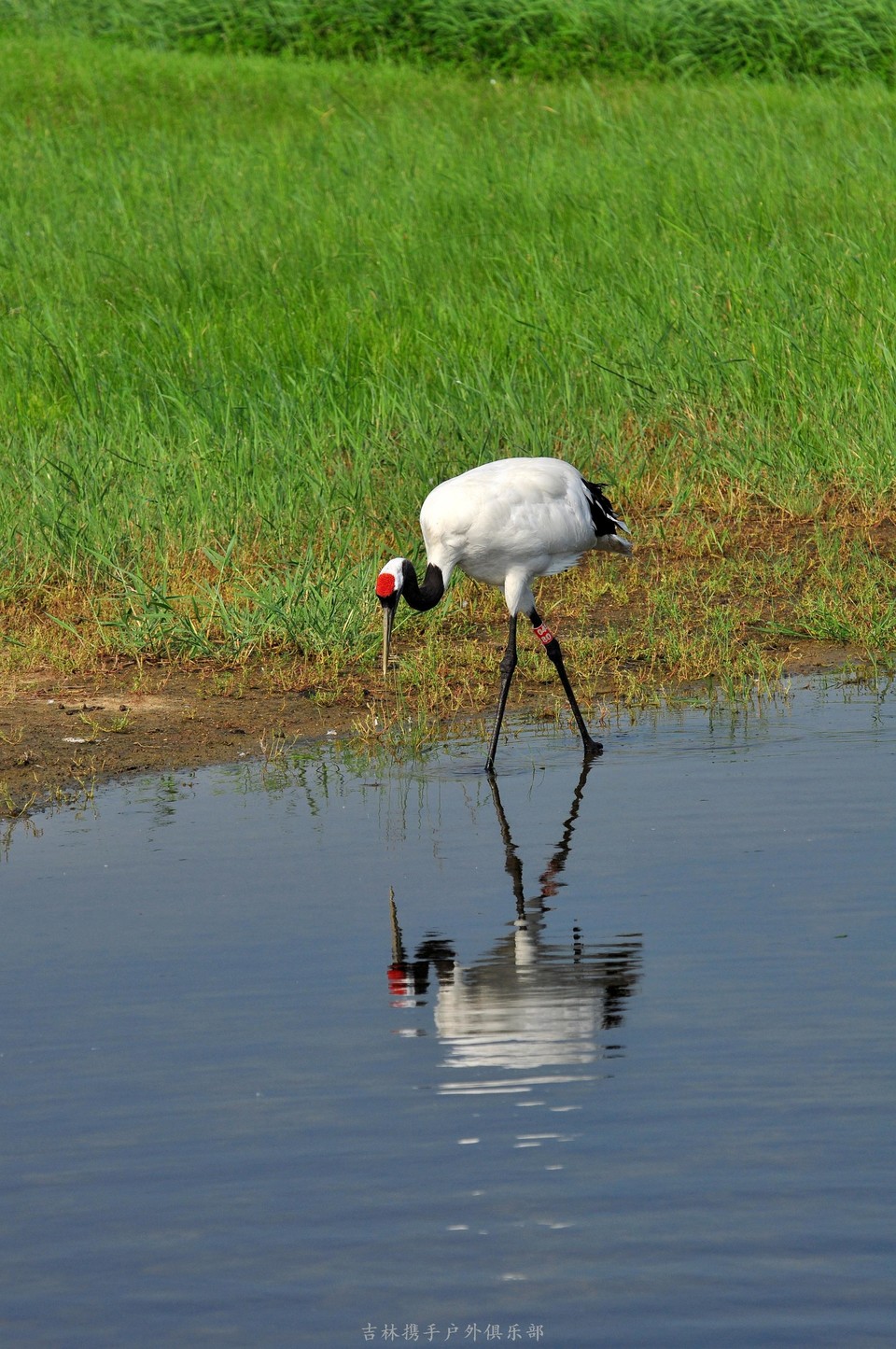 扎龙湿地 (83).jpg
