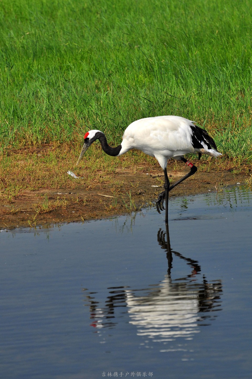 扎龙湿地 (84).jpg