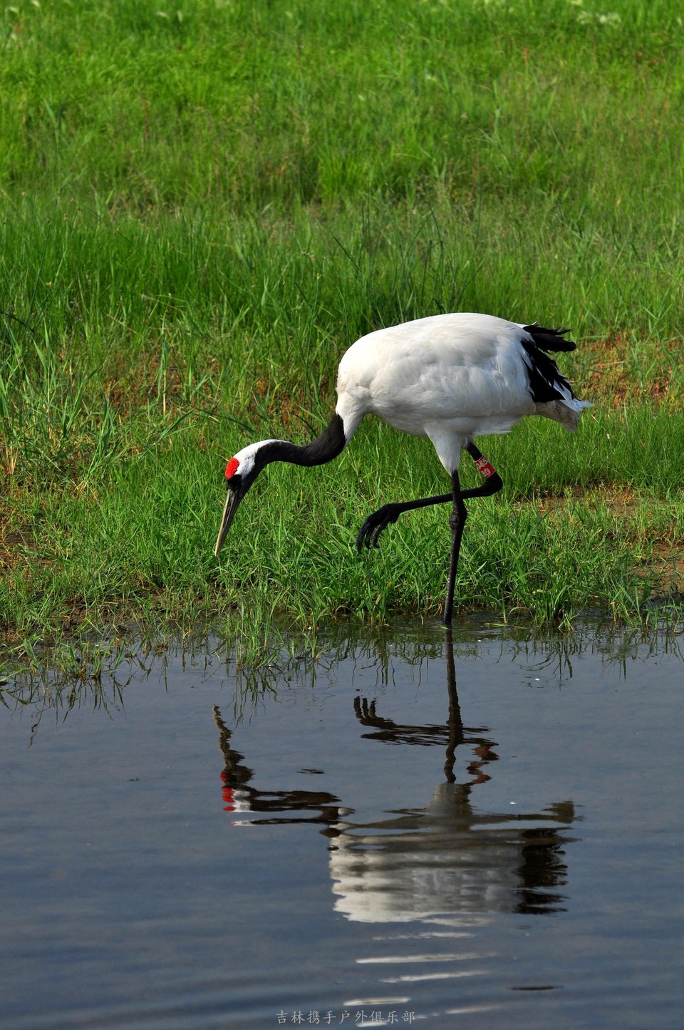 扎龙湿地 (87).jpg