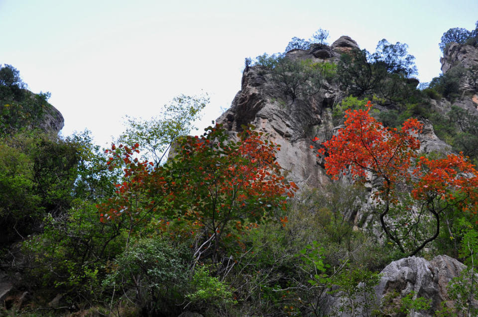 红豆杉大峡谷 (5)