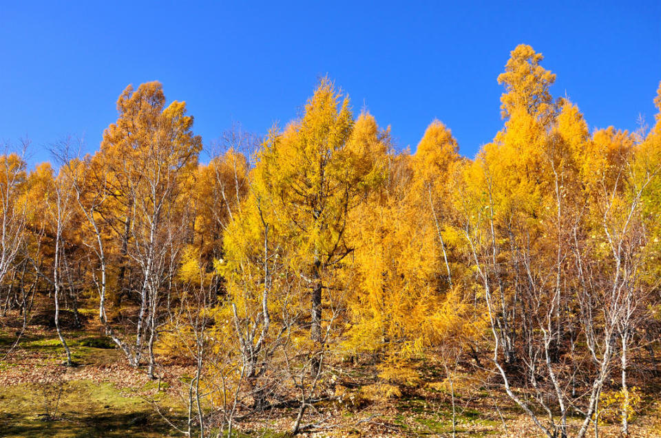 老黑山【五大连池】 (13)