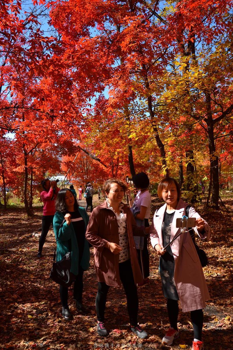 大秃子红叶长廊