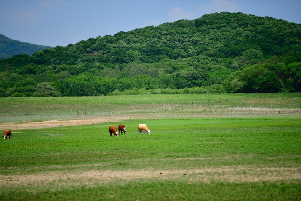 桦树下，大东沟徒步