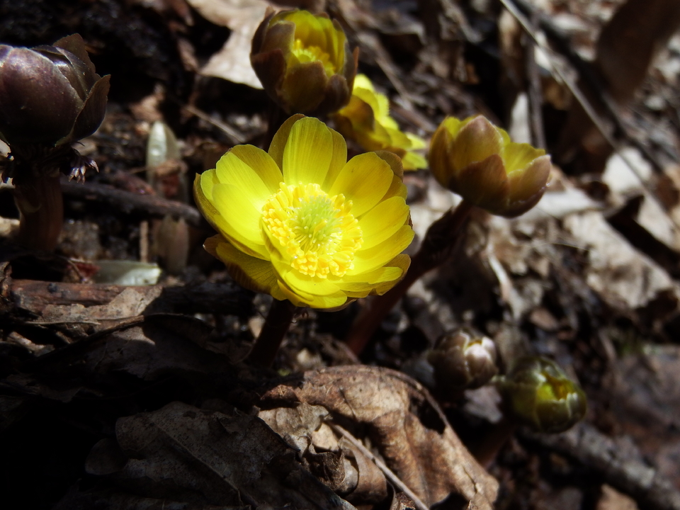 2017.03.19三道河，休闲 063