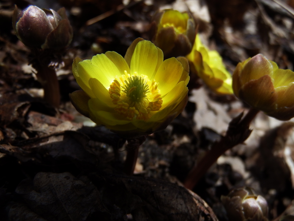 2017.03.19三道河，休闲 065