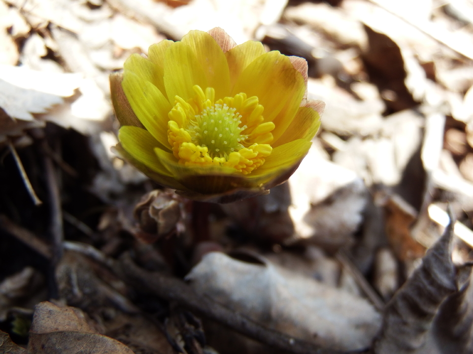 2017.03.19三道河，休闲 075