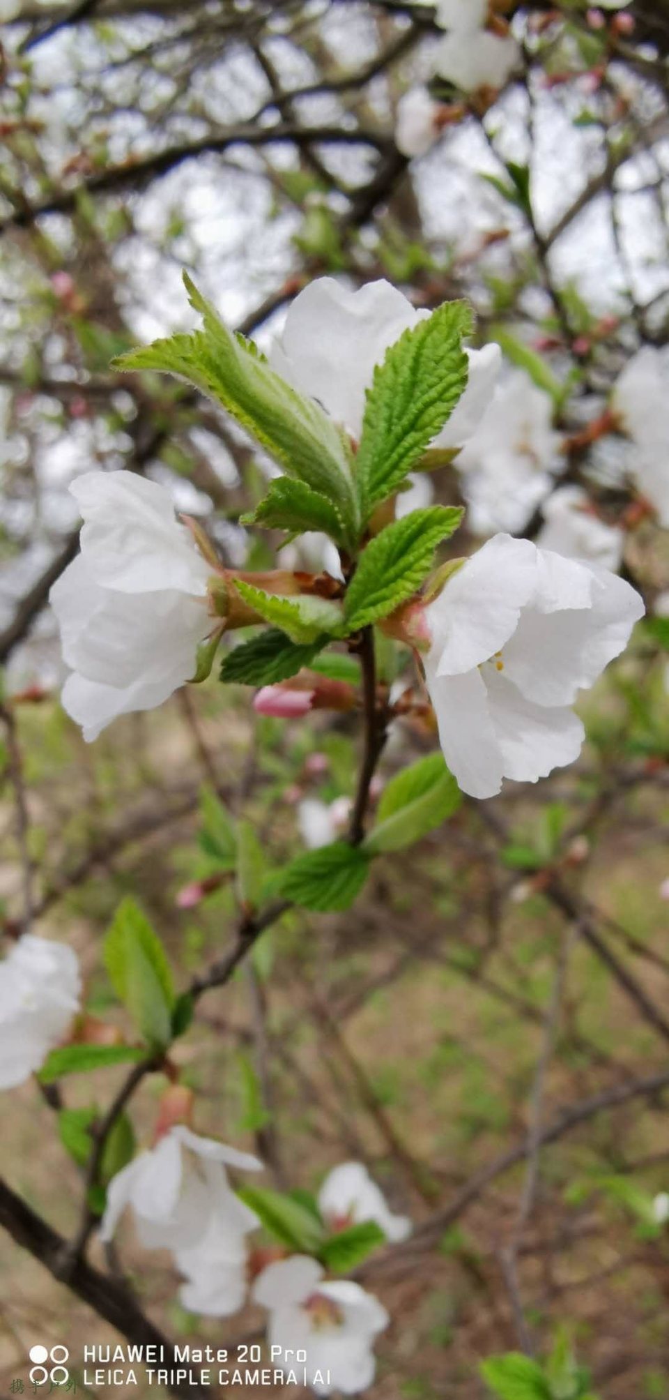 6hiMF93FI9gX2kw8gGSGZvvHqEGljRyhTOqwoPUkfKSp-slcX6miS9gBNfeR1H5S