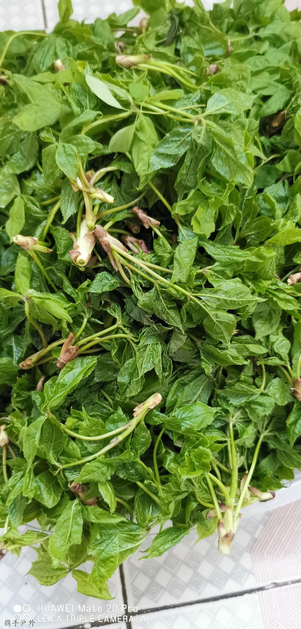 E9NEwSE8I2yg_EotOspdK7yPf-SuvW1qQuCsgyOMVfTKJ2XozFRvHcSVFnC6GrdY