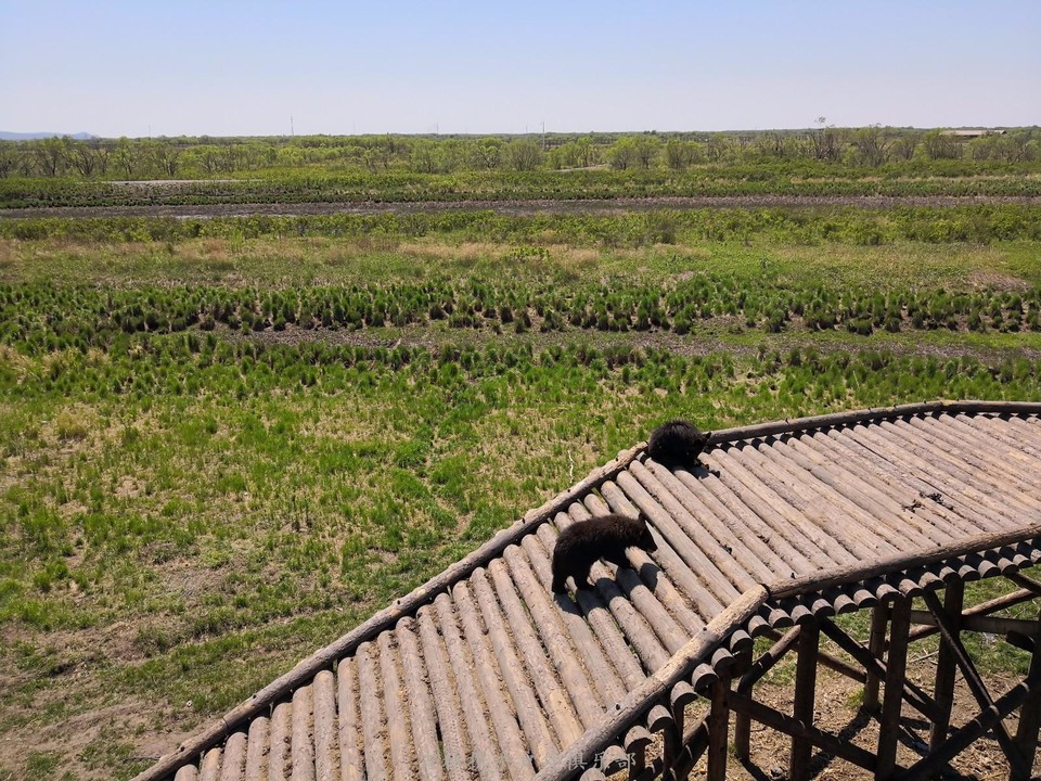 mmexport1526704174168