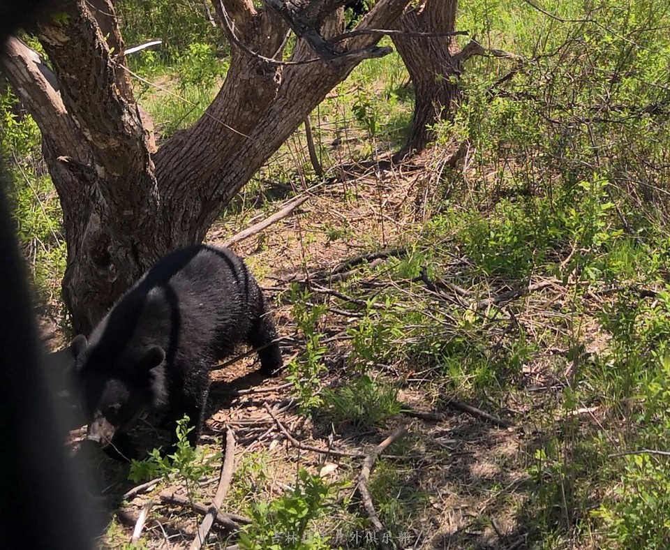 mmexport1526704155595